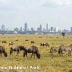 Nairobi National Park Kenya